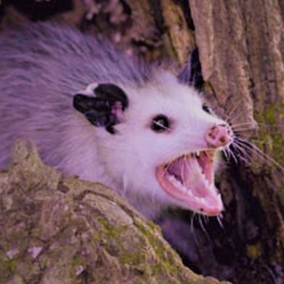 possum_cottage